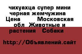 чихуахца супер-мини черная жемчужина › Цена ­ 65 - Московская обл. Животные и растения » Собаки   